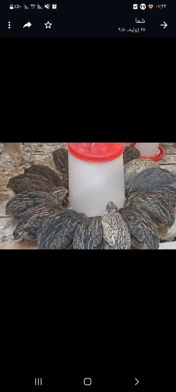 دستگاه جوجه کشی تمام اتوماتیک|لوازم جانبی حیوانات|شیراز, سرو|دیوار