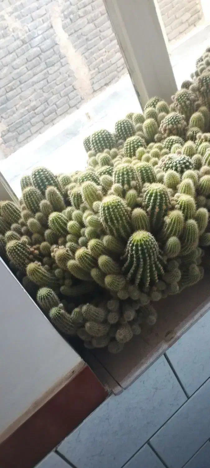 کاکتوس  بسیار زیبا و بزرگ|گل و گیاه طبیعی|تربت‌حیدریه, شهرک ولیعصر|دیوار