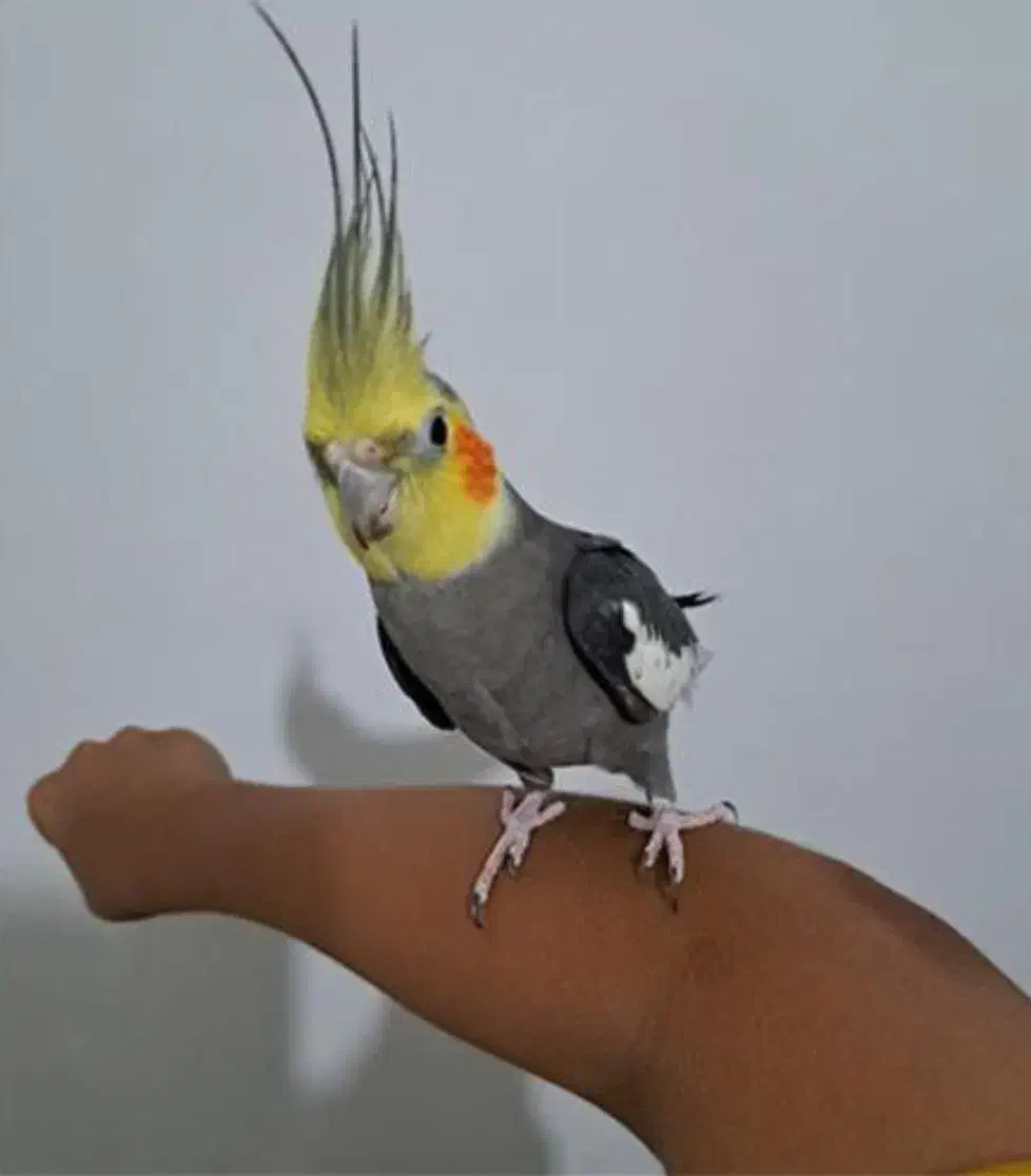 عروس هلندی نر سخنگو|پرنده|آبیک, |دیوار