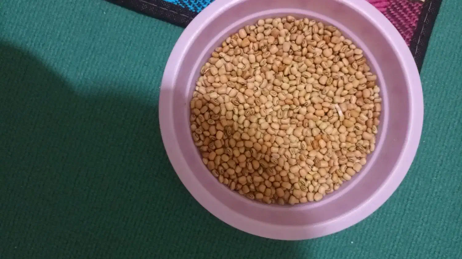 فروش فوری لوبیا روغنی وچشم بلبلی تازه و ارگانیک|خوردنی و آشامیدنی|دره شهر, |دیوار