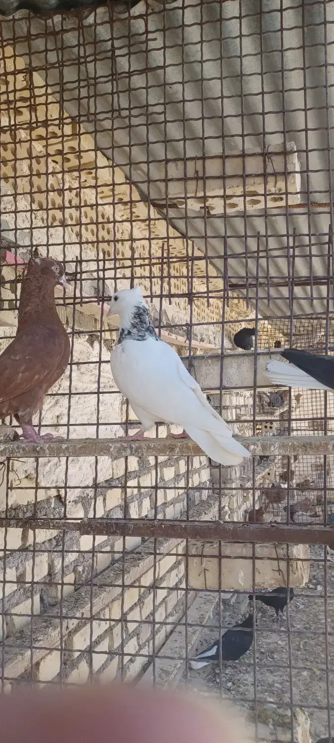 پرنده رنگی|پرنده|کارون, |دیوار