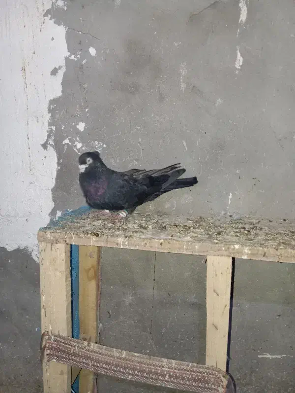 کبوتر زاغ زنگی سوسنگرد|پرنده|سوسنگرد, |دیوار