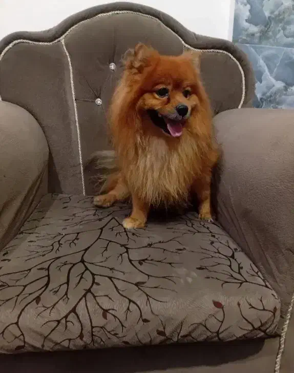 سگ نژاد دار واگذاری|سگ|مهریز, |دیوار