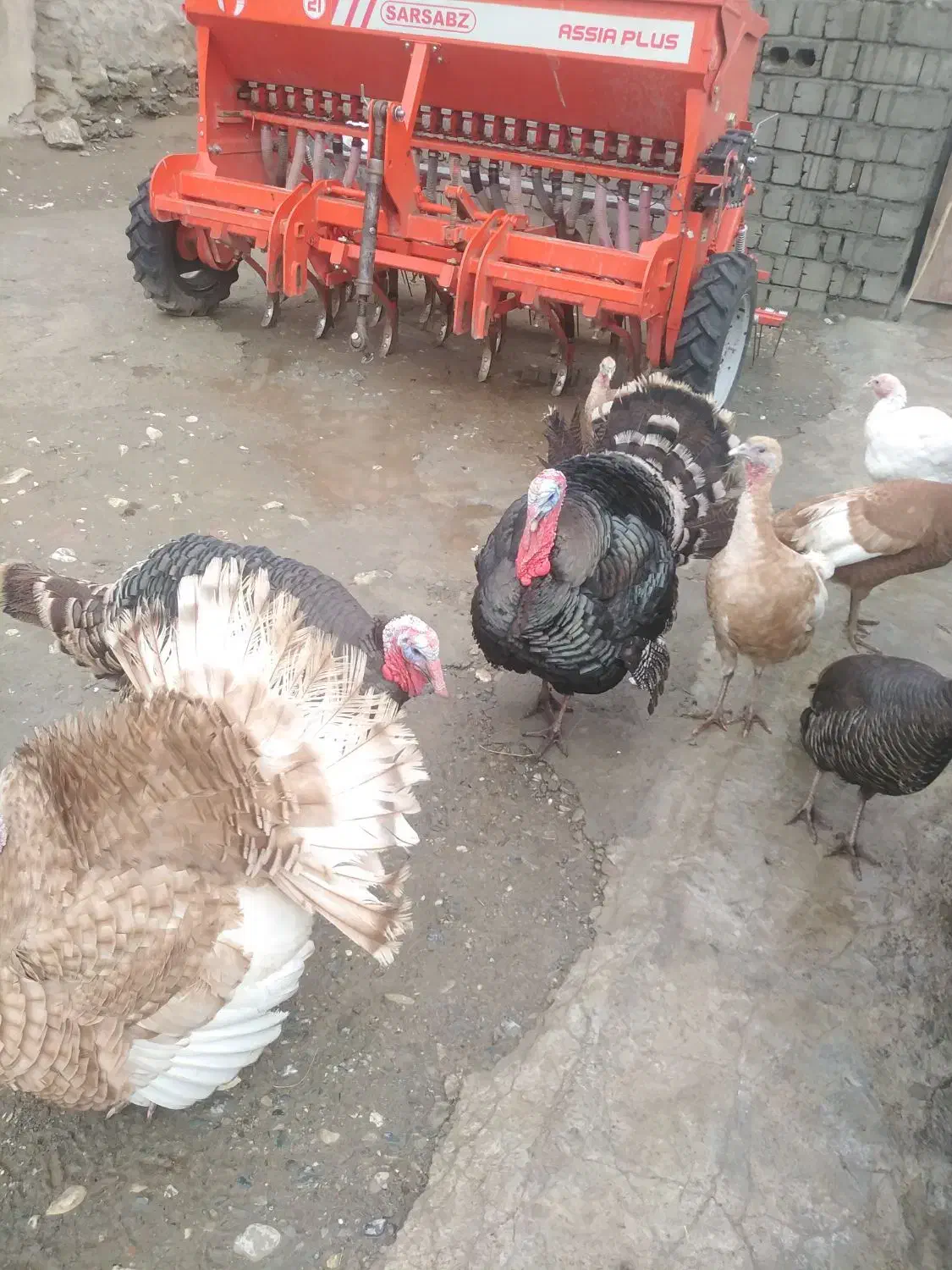 قلی خومالی|حیوانات مزرعه|پیرانشهر, |دیوار