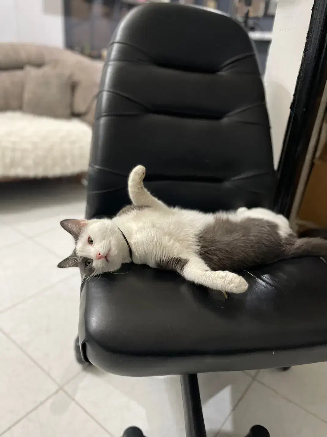 گمشده|حیوانات|شاهین‌شهر, نظامی|دیوار