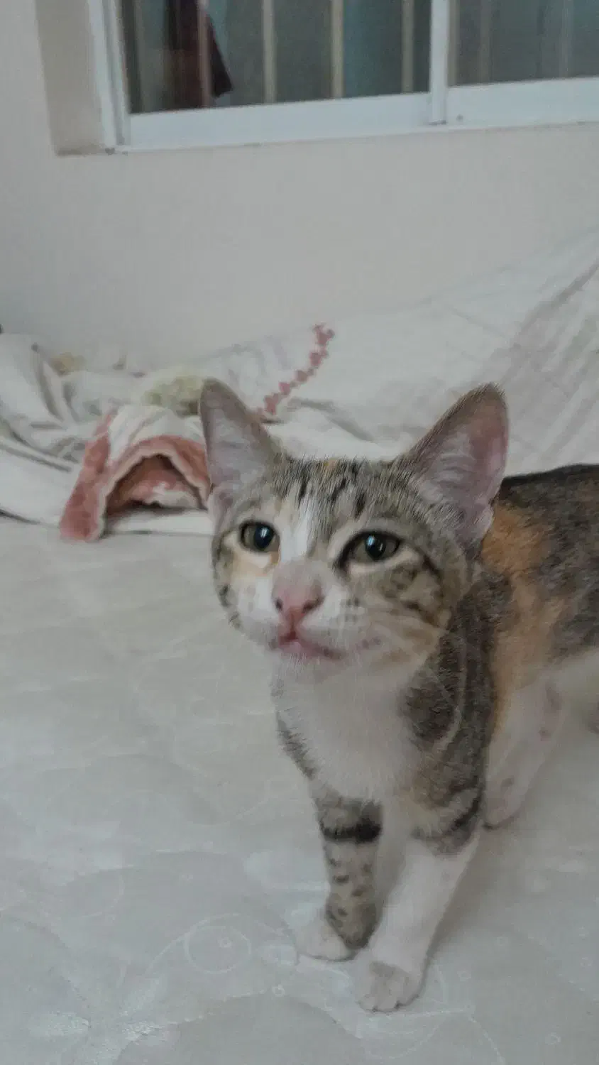 واگذاری رایگان بچه گربه|گربه|آمل, |دیوار