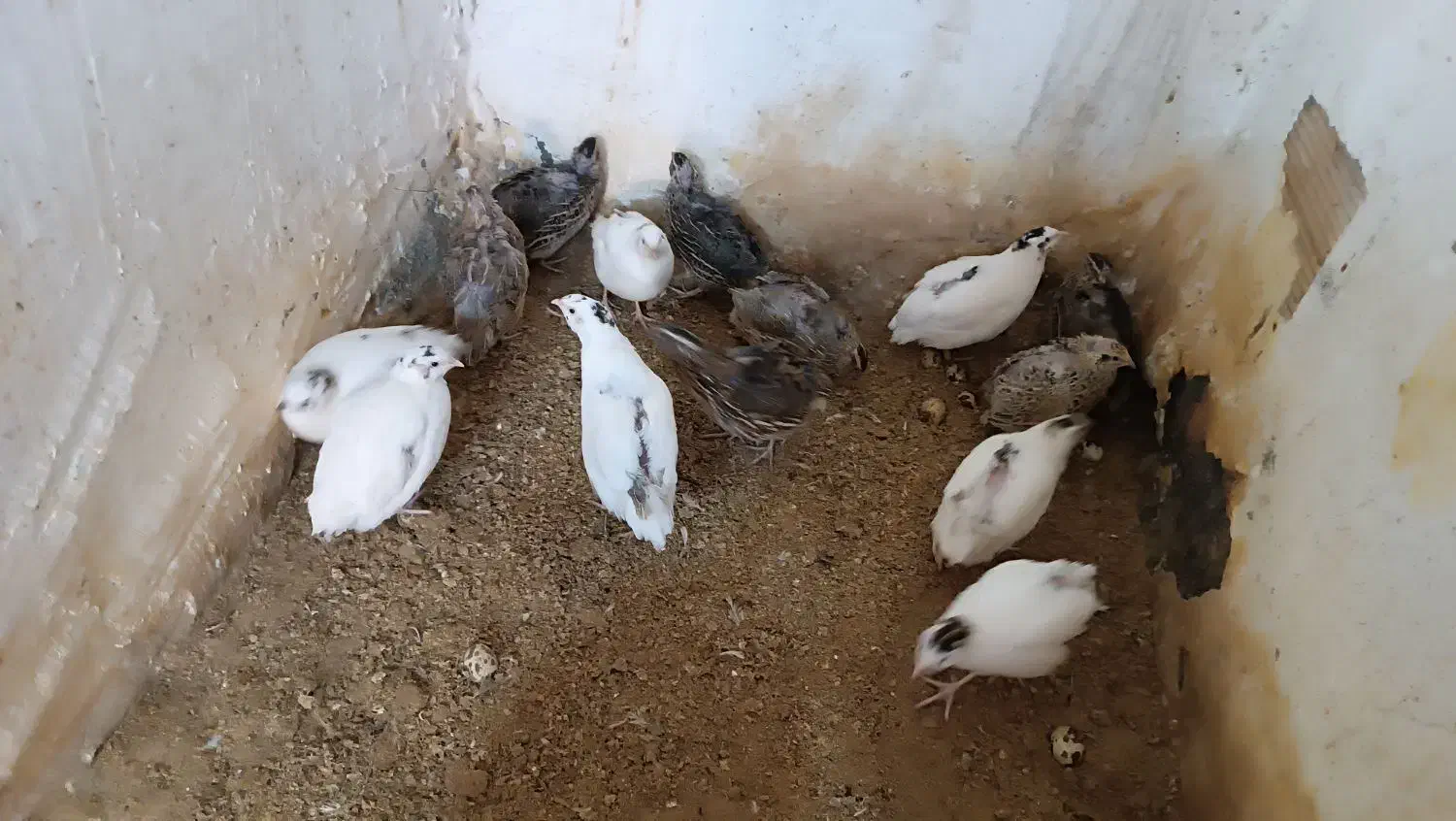 بلدرچین بالغ|حیوانات مزرعه|مشهد, عامل|دیوار