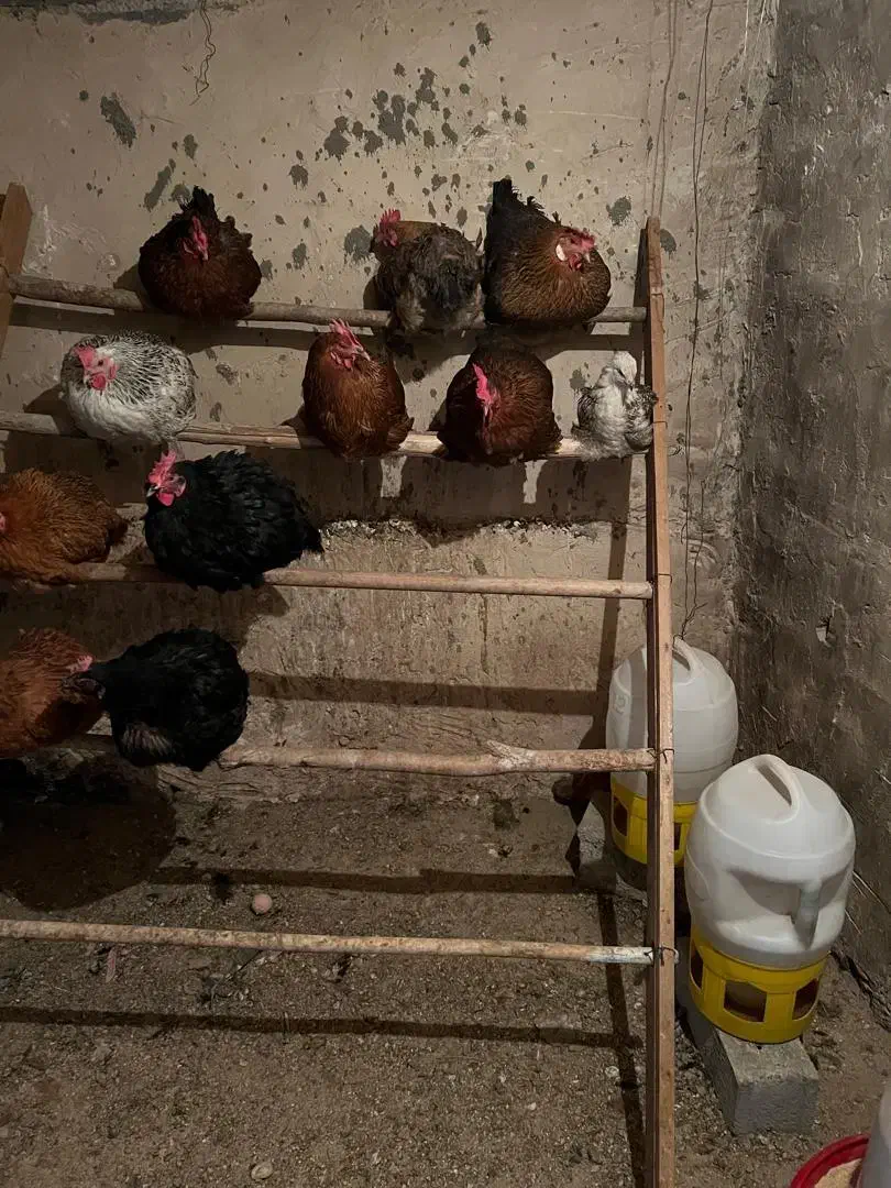 تخم مرغ محلی ،تولید روز|خوردنی و آشامیدنی|تهران, ایران|دیوار