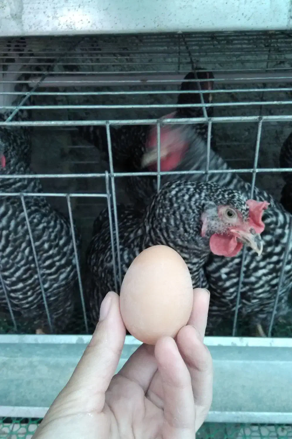 باجوجه‌مرغی که بهت میدم، دیگه تخم‌مرغ از بیرون نخر|حیوانات مزرعه|لنگرود, |دیوار