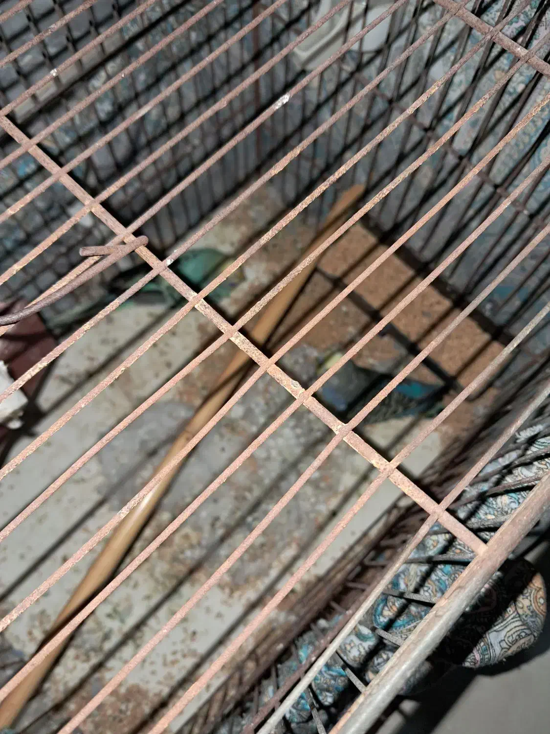 یک جفت مرغ عشق سالم|پرنده|قم, نخودی|دیوار