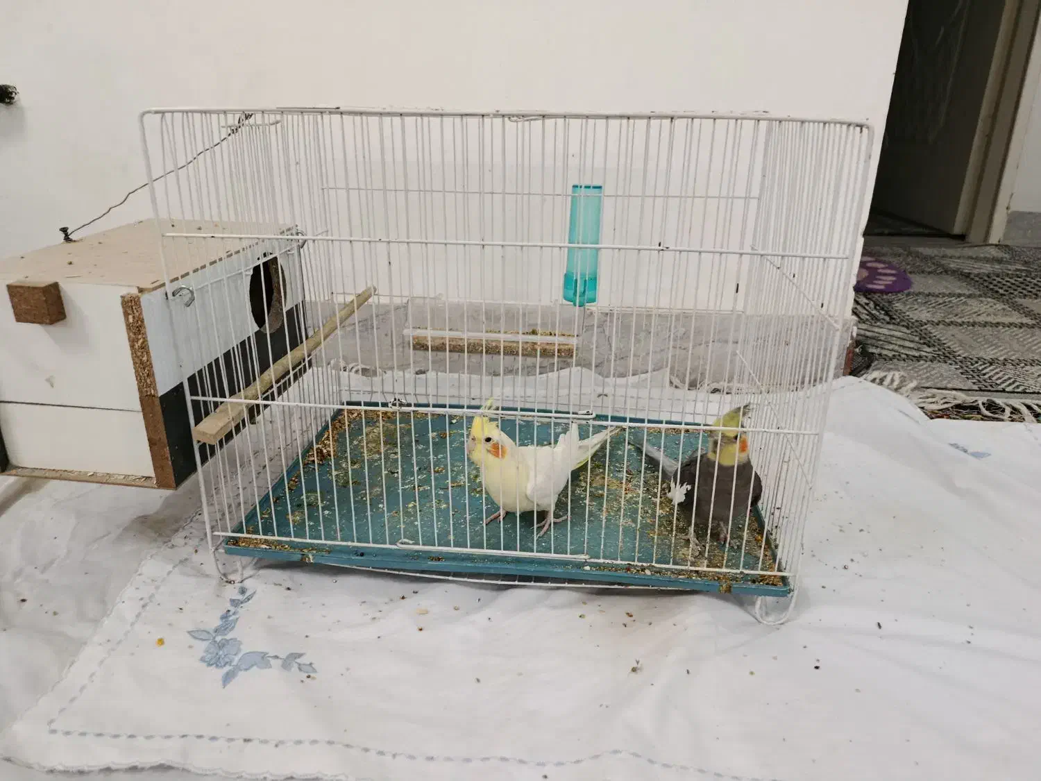 عروس هلندی جفت|پرنده|سبزوار, غرب نیروگاه|دیوار