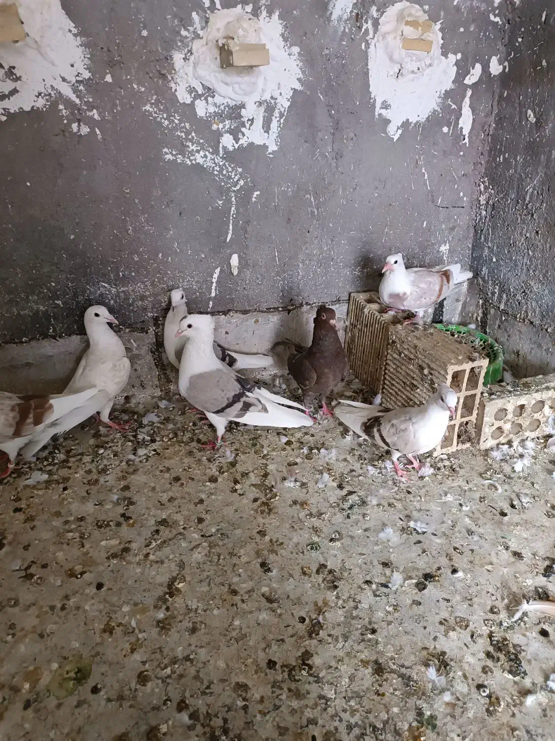 کبوتر رنگی|پرنده|دزفول, |دیوار