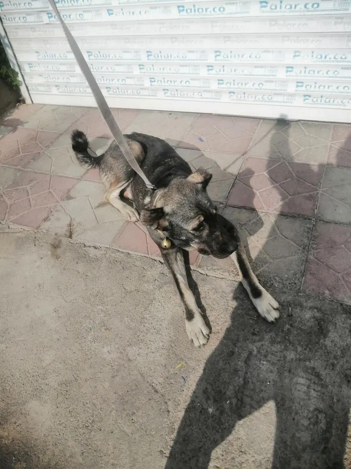 واگذاری یک قلاده سگ سراب نر|سگ|هشتگرد, فاز ۲ مهستان|دیوار