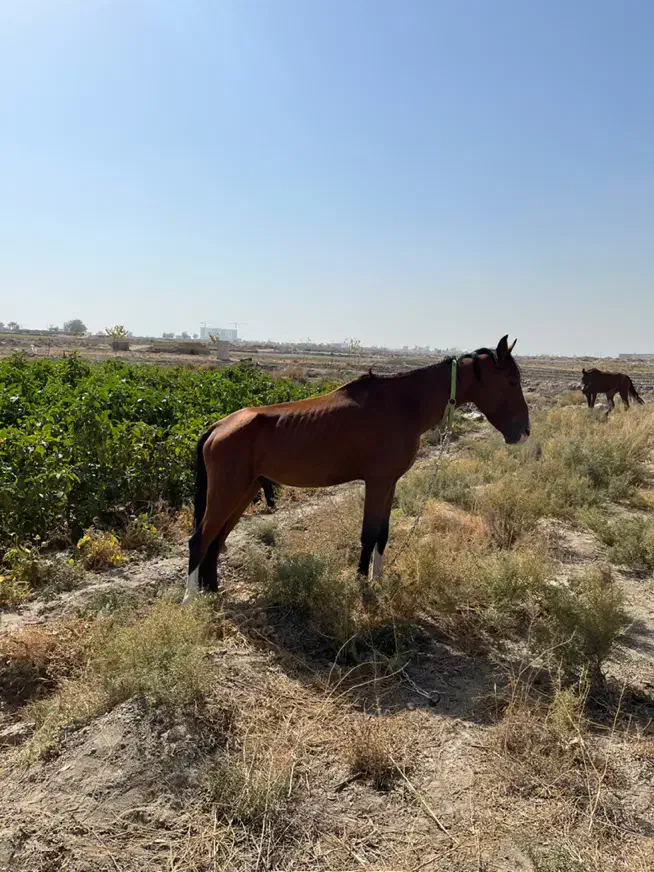 اسب نریون سواری اسب مادیون کششی|اسب و تجهیزات اسبسواری|مشهد, خین عرب|دیوار