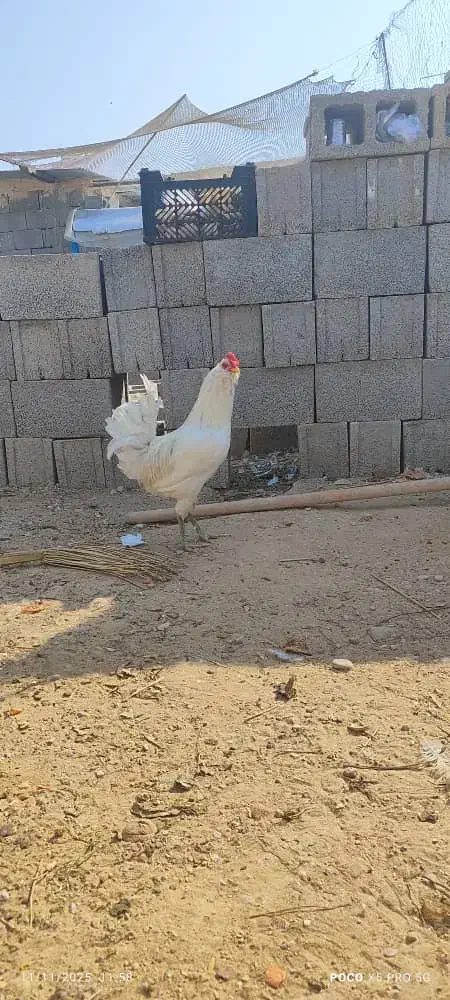 خروس|حیوانات مزرعه|کاکی, |دیوار