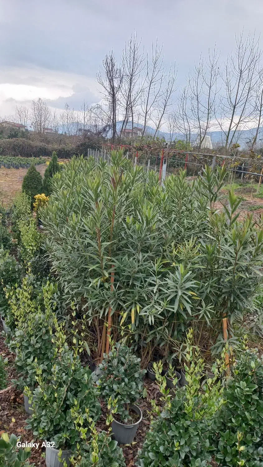 گل خرزهره|گل و گیاه طبیعی|شیرود, |دیوار