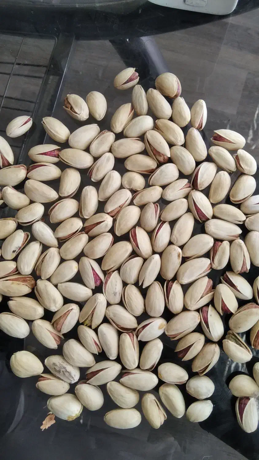 پسته|خوردنی و آشامیدنی|شیراز, آزادی|دیوار