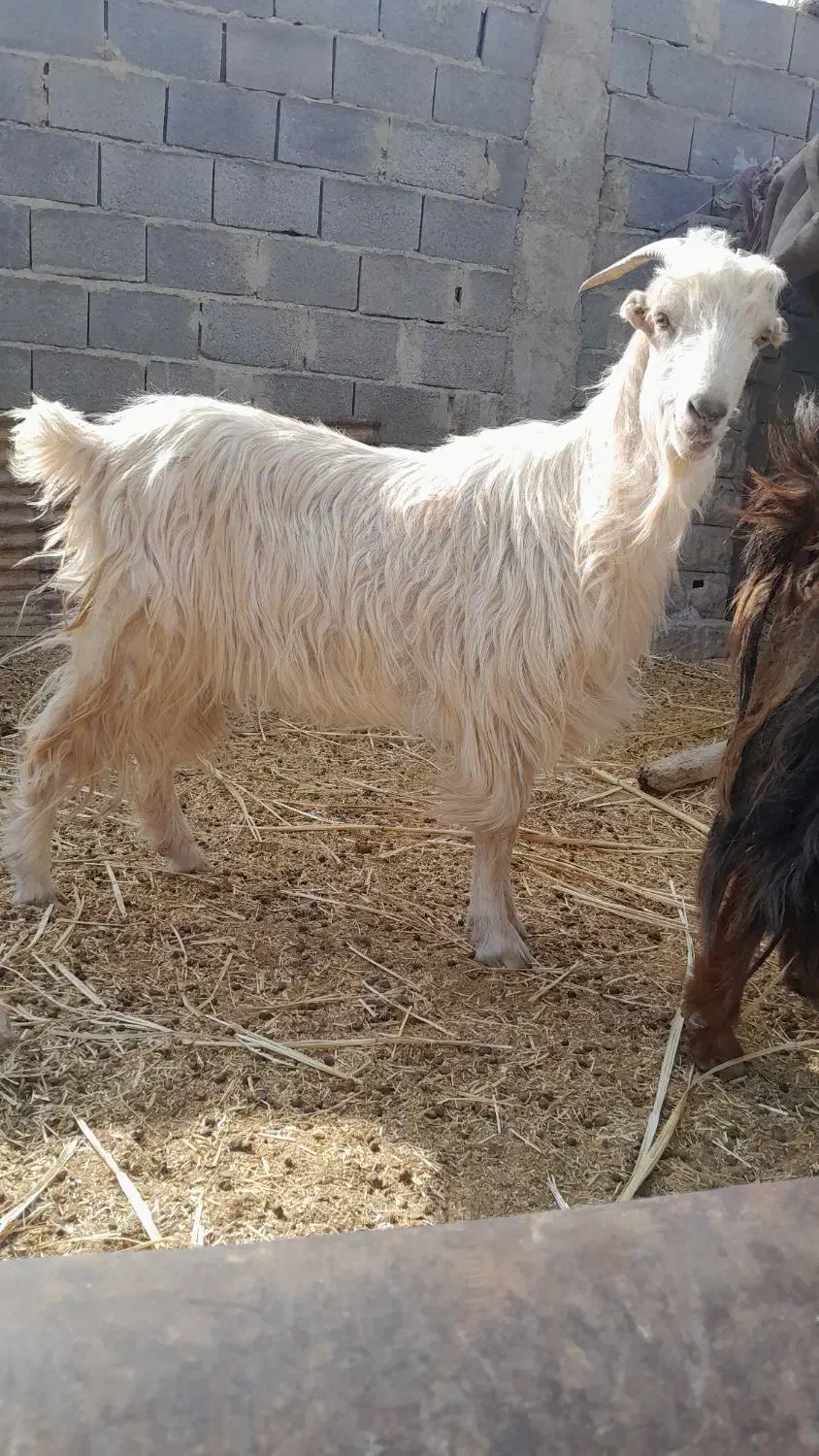 بز چاق و عالی|حیوانات مزرعه|مرودشت, مجد آباد|دیوار