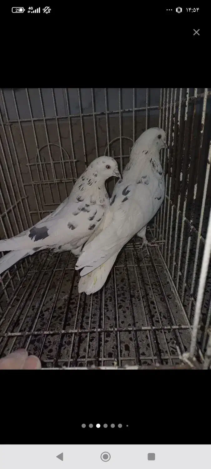 کبوتر تارشده|پرنده|شهرکرد, |دیوار