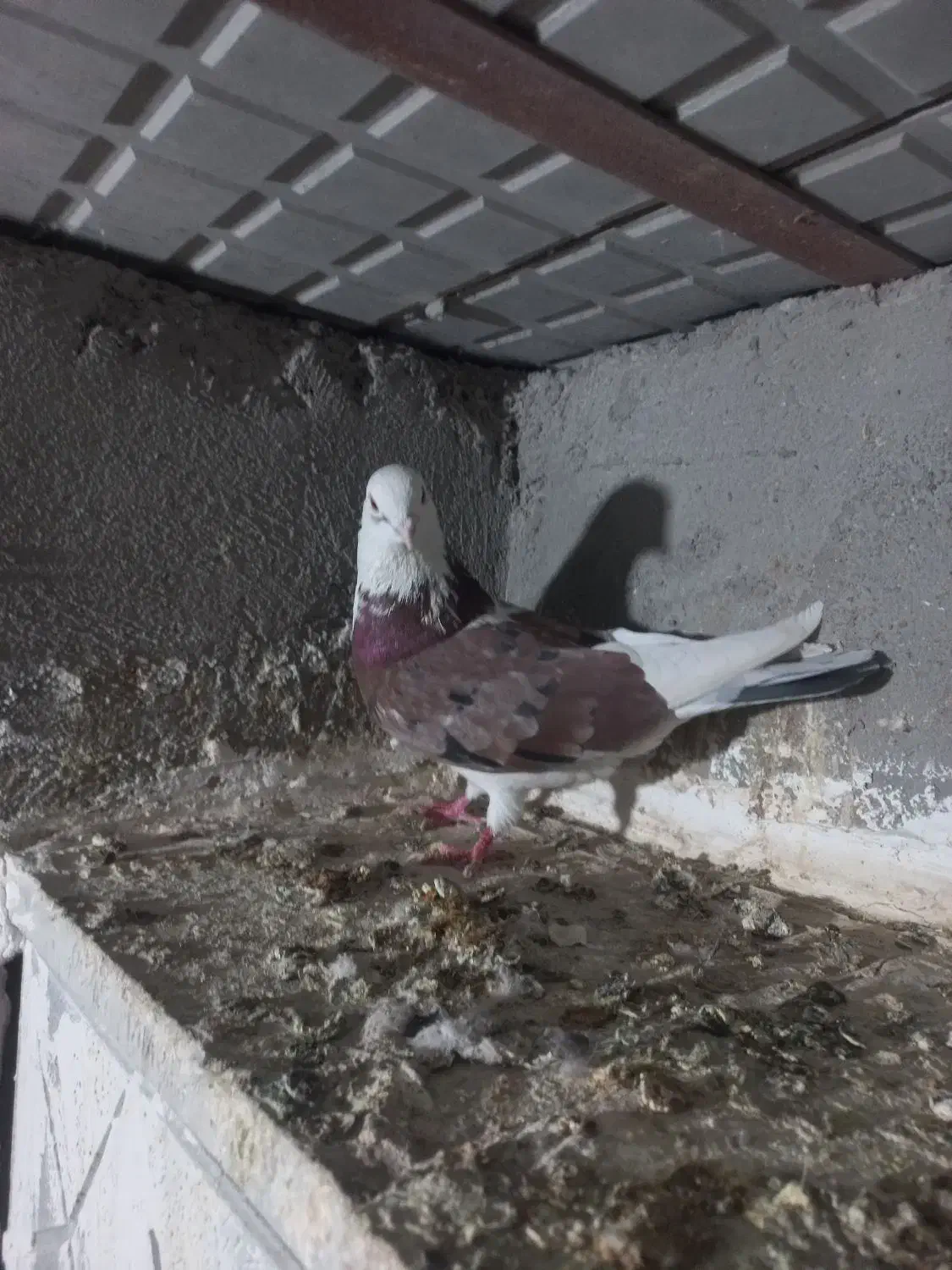 کبوتر همشون هم پرشی هم بازیدار|پرنده|اردبیل, |دیوار