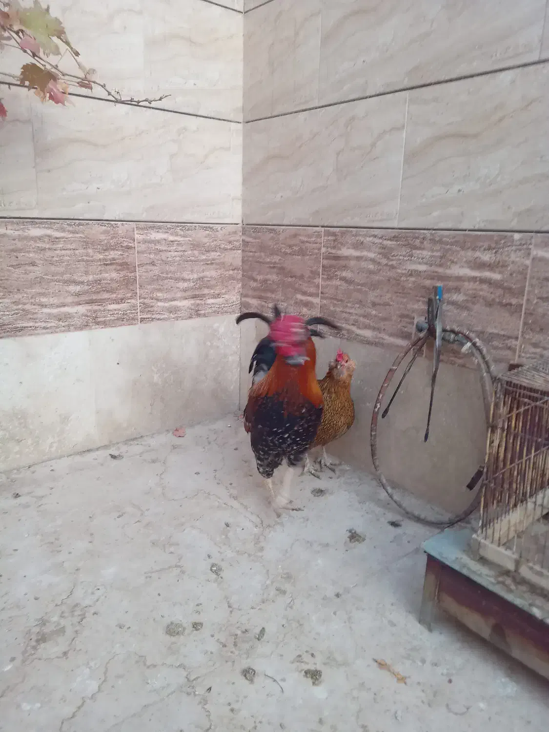 مرغ گلین حیوانات مزرعه|حیوانات مزرعه|برخوار, |دیوار