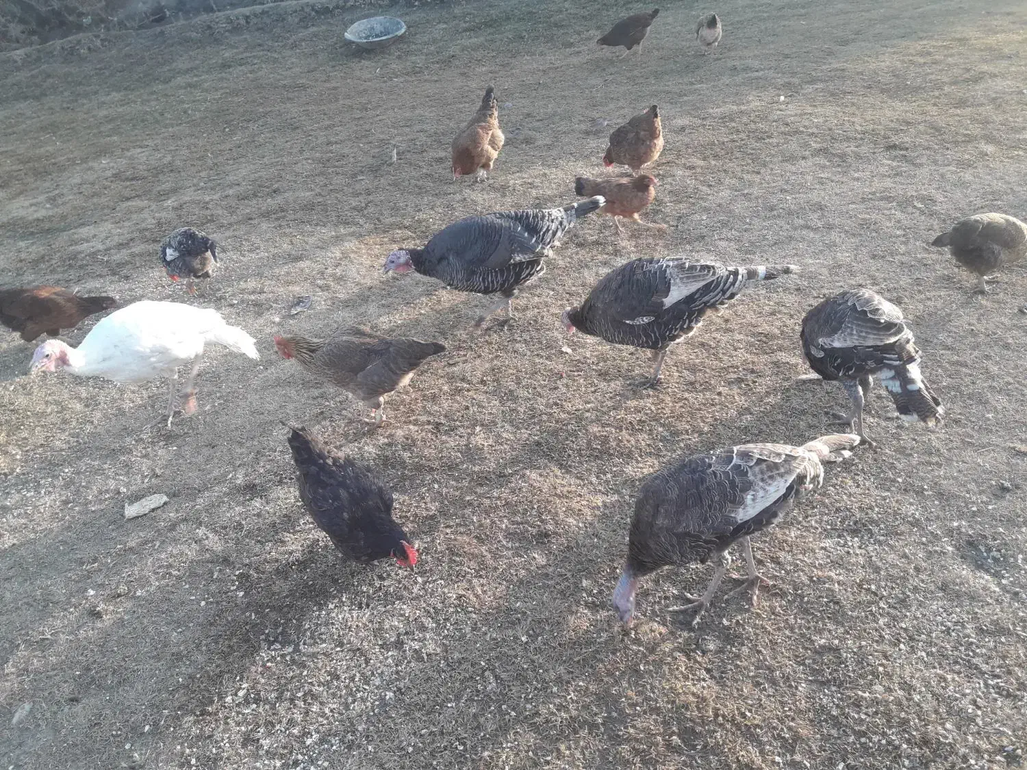 چند عدد بوقلمو ن  ومرغ به فروش میرسد|حیوانات مزرعه|پلدشت, |دیوار