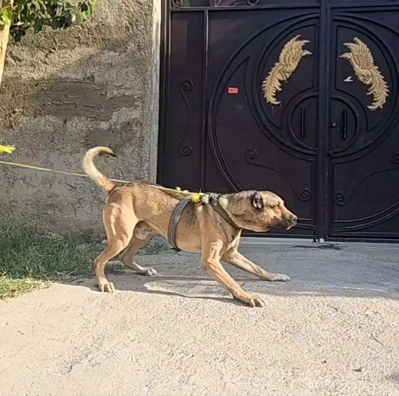 سگ سرابی نر|سگ|ماهدشت, |دیوار