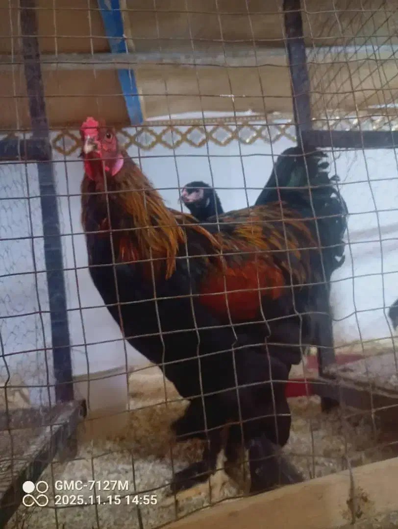 فروش تخم مرغ برهمااصیل|حیوانات مزرعه|اهواز, شهدای انتظامی|دیوار