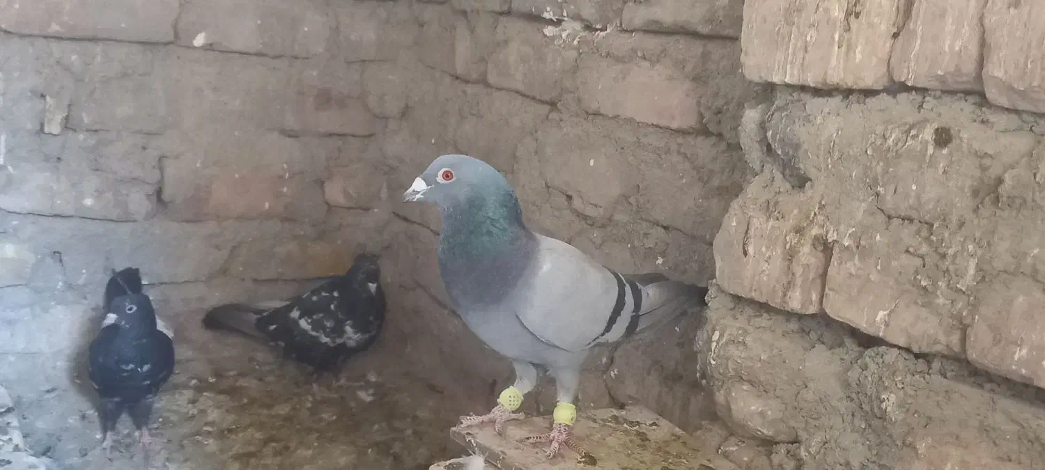 چندعددکفترنسل داروخوب بفروش میرسد|پرنده|سراوان, |دیوار