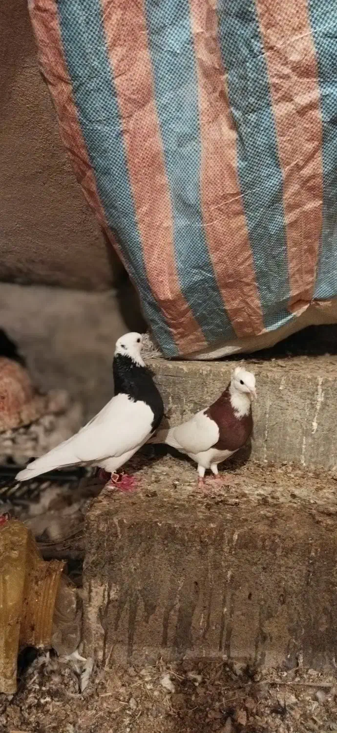 طوقی|پرنده|نورآباد ممسنی, |دیوار