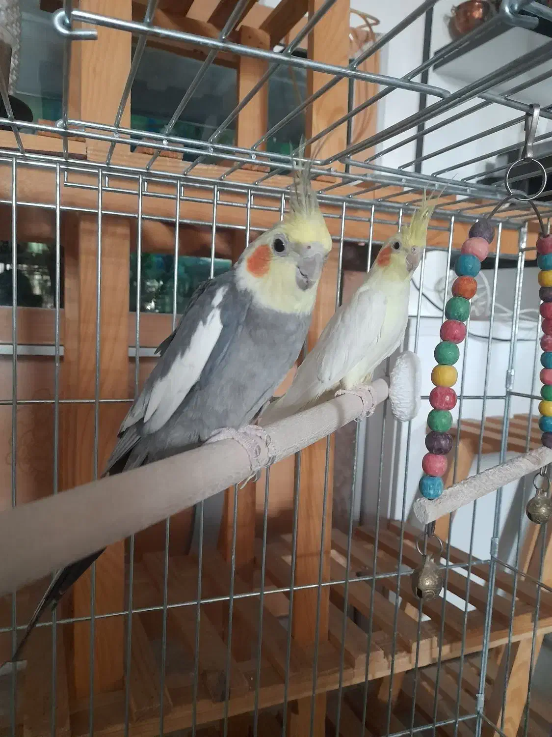 عروس هلندی|پرنده|حبیب آباد, |دیوار