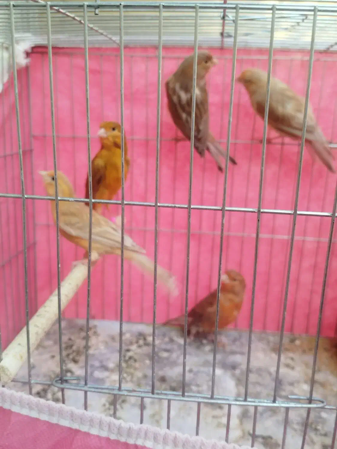 قناری|پرنده|شاهین‌شهر, اقبال لاهوری|دیوار