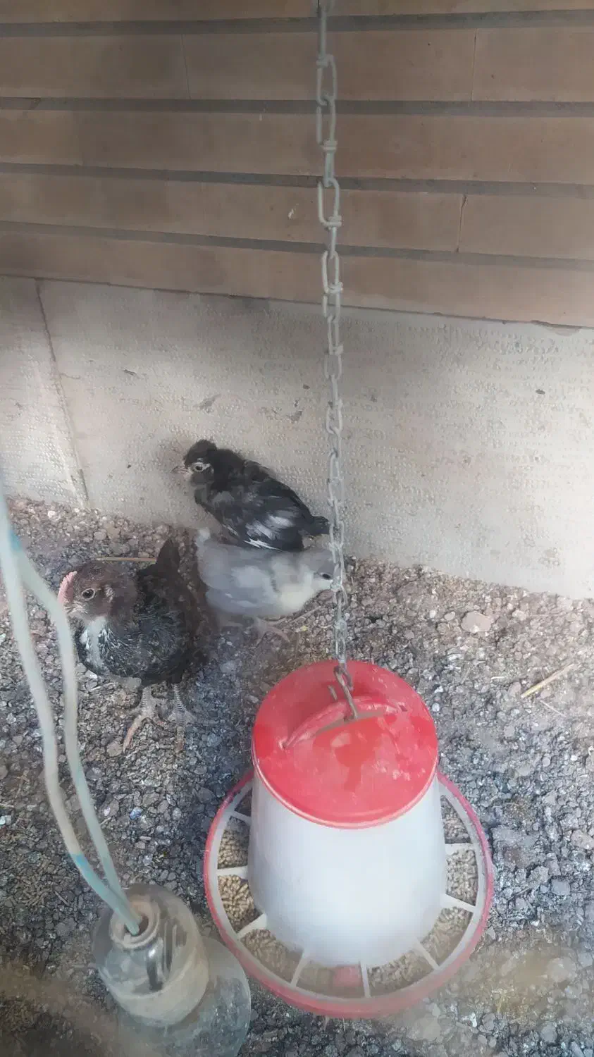 جوجه گلین یک ماهه|حیوانات مزرعه|اصفهان, دستگرده|دیوار