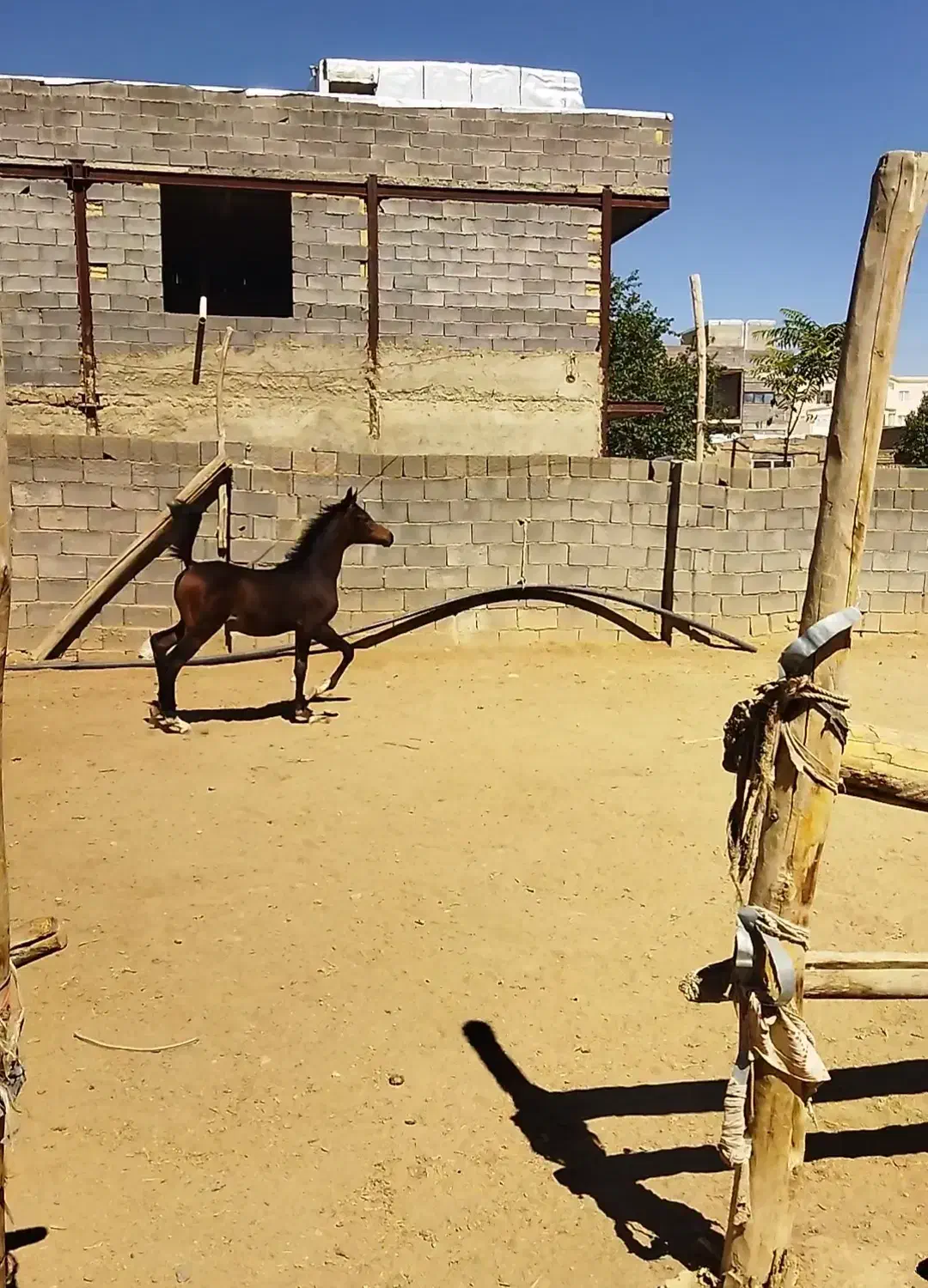 اسب دوسر عرب|اسب و تجهیزات اسبسواری|همدان, |دیوار