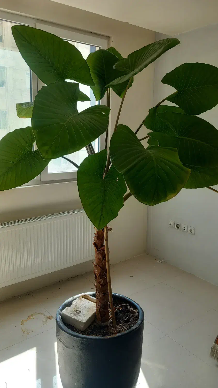 گل بابا آدم|گل و گیاه طبیعی|شاندیز, |دیوار