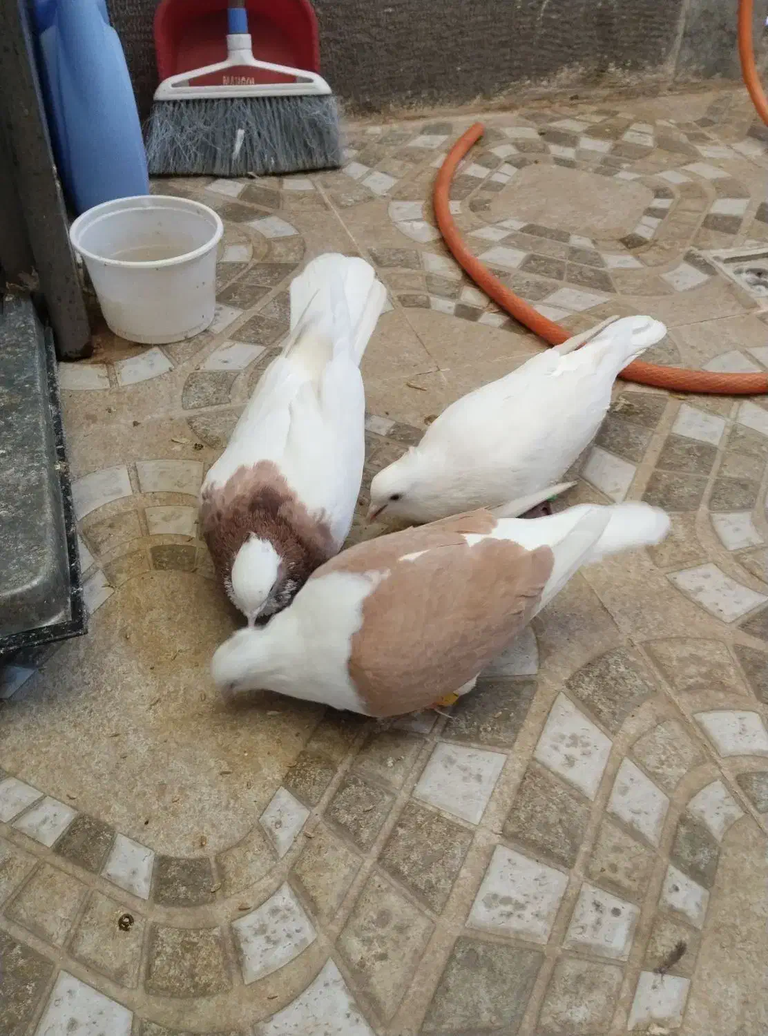 طوقی پشتدار سفید|پرنده|محمدیه-قزوین, |دیوار