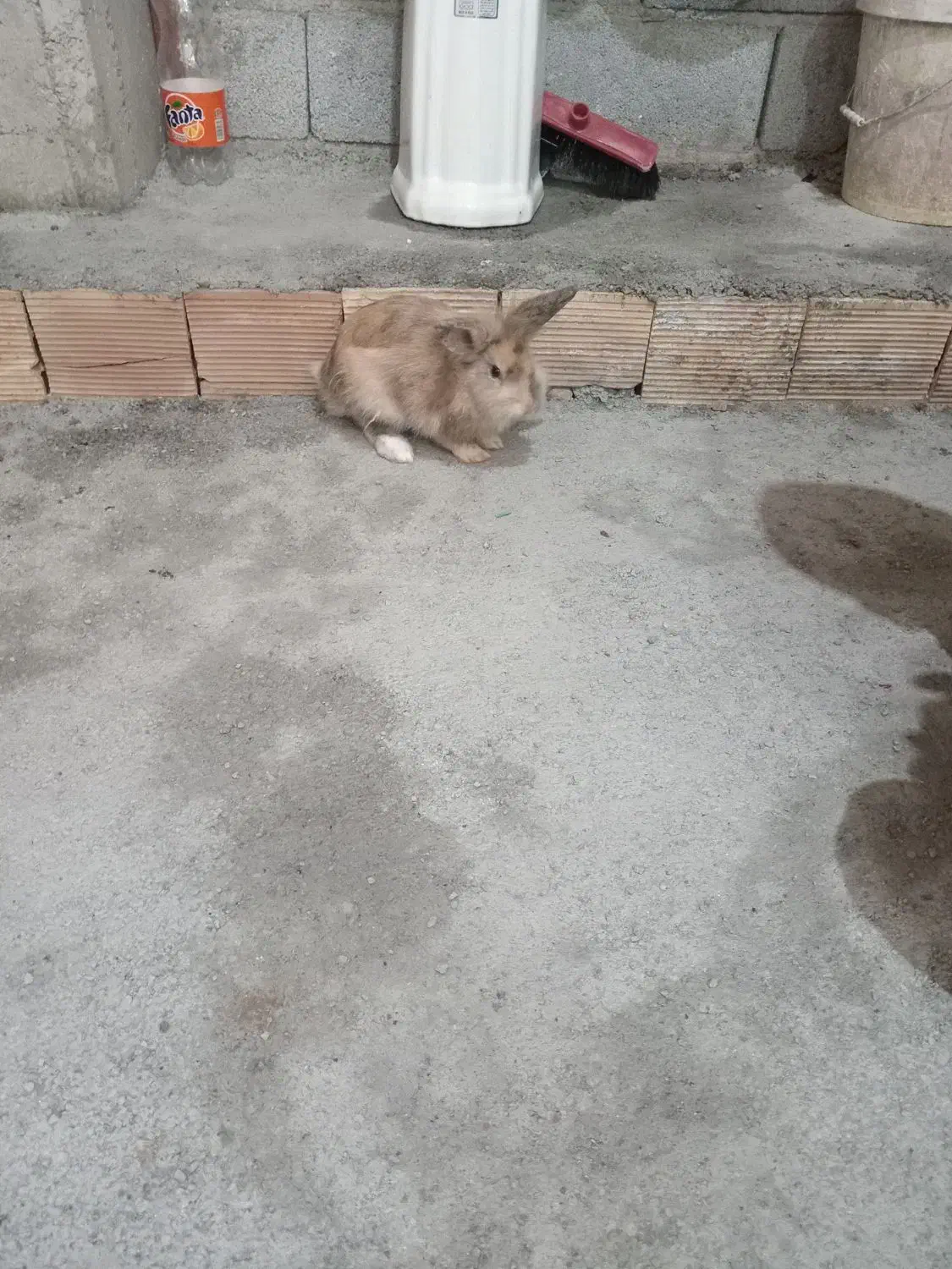 خرگوش لپی|موش و خرگوش|ارومیه, |دیوار