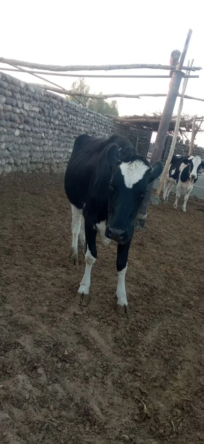 گاو ماده شیری فروشی|حیوانات مزرعه|خاش, |دیوار