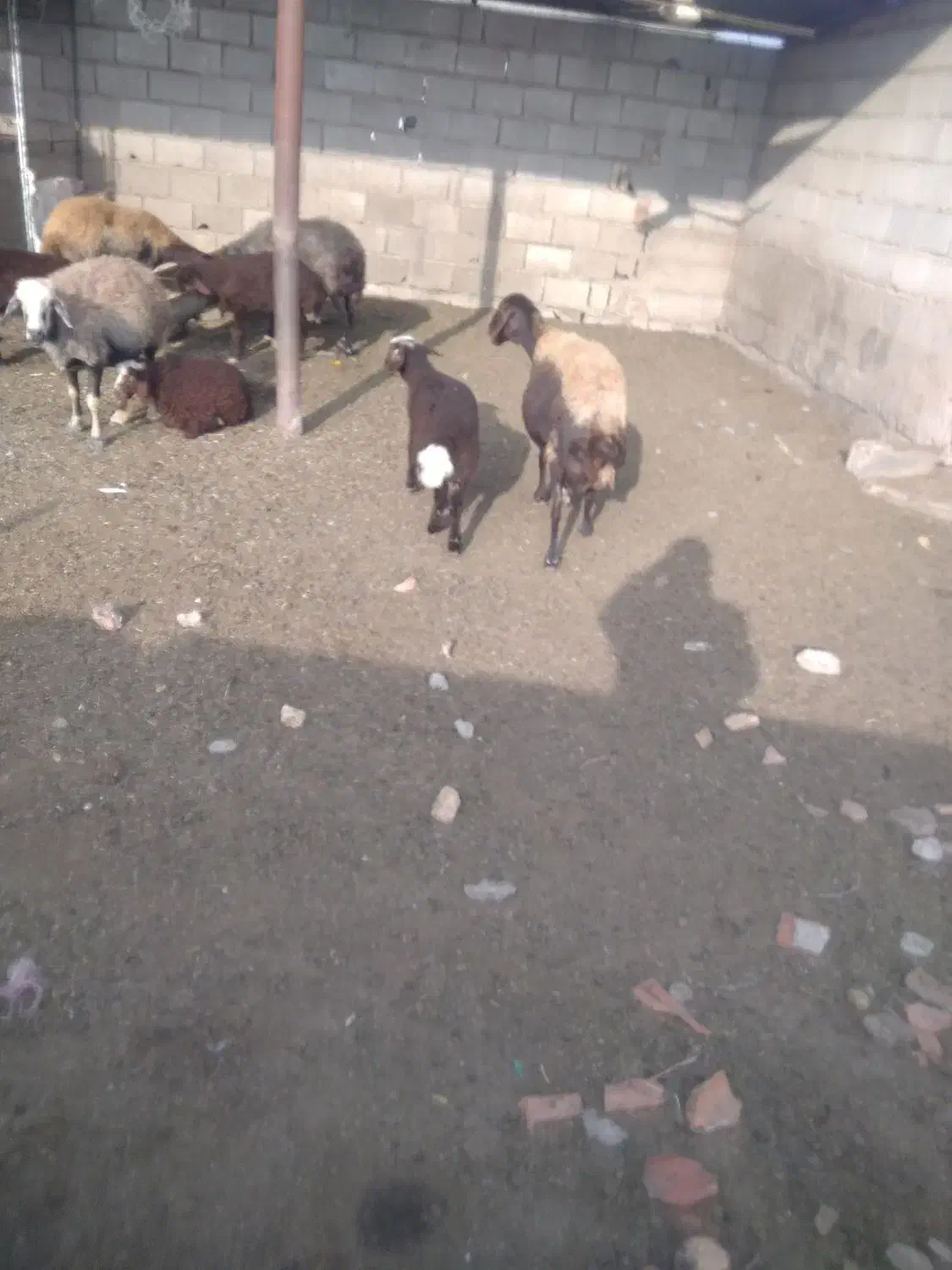 یک عددگوسفندبره داربره ماده|حیوانات مزرعه|بندر ترکمن, |دیوار