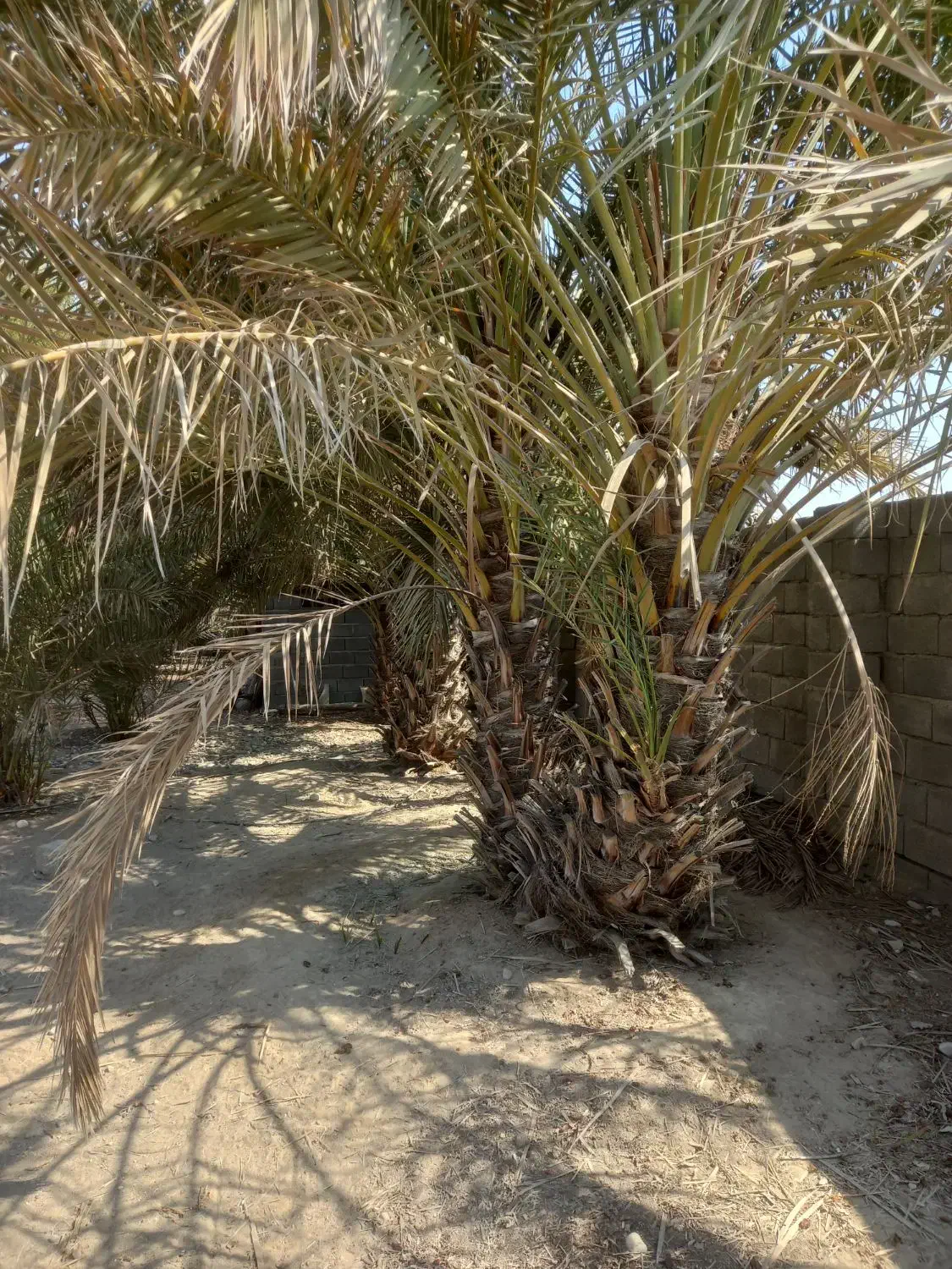 نخل فروشی|گل و گیاه طبیعی|تخت, |دیوار