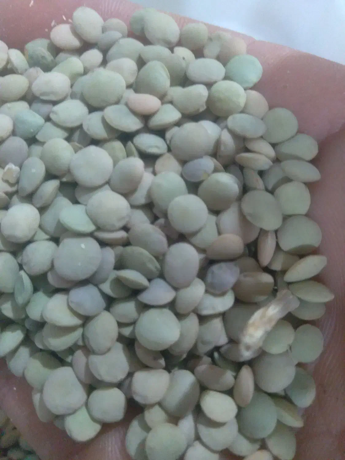 عدس|خوردنی و آشامیدنی|بزینه رود, |دیوار