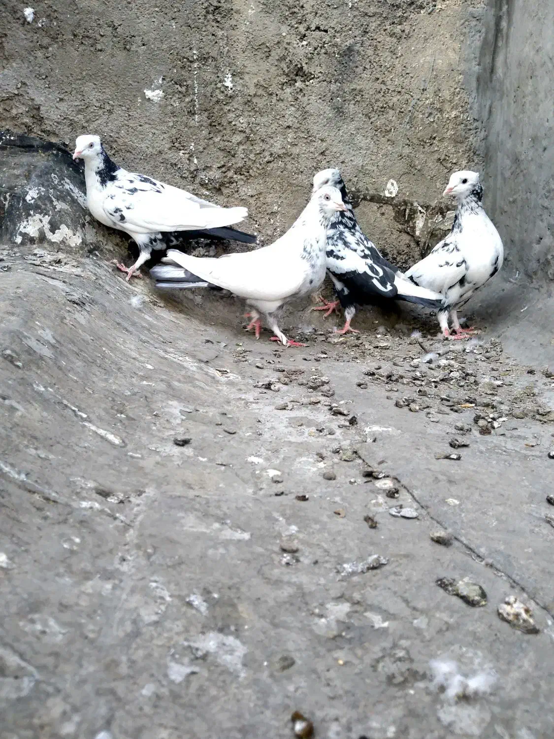 کبوتر. دمبی|پرنده|شیراز, تاچارا|دیوار