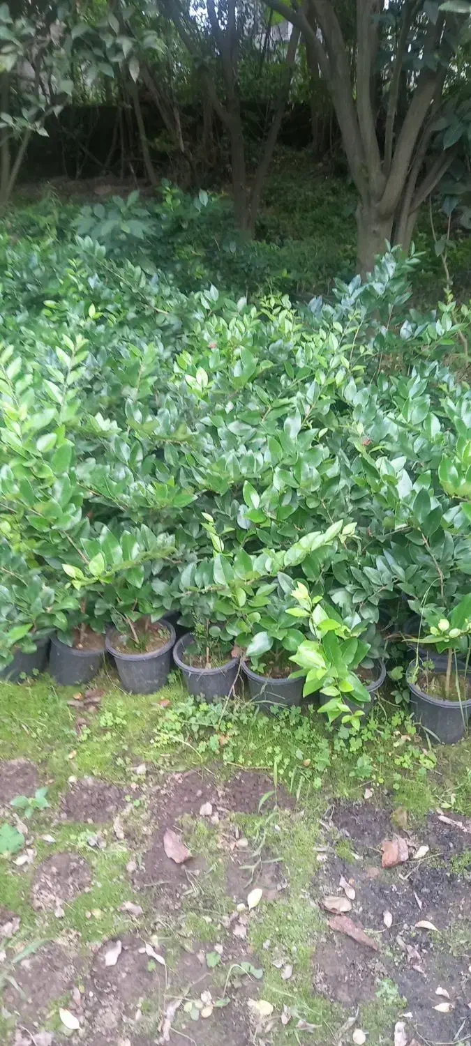 یاس هلندی سطل ۳نیم|خدمات باغبانی و درختکاری|رودسر, |دیوار