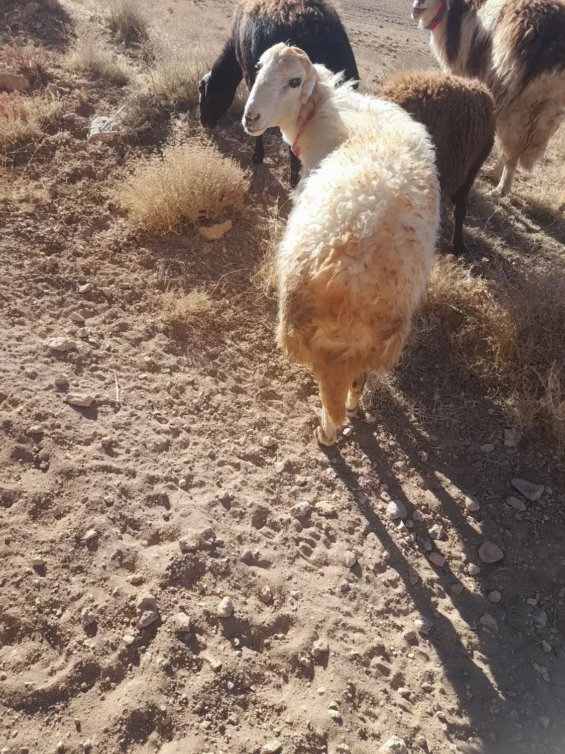 بره ماده شیشک قوچ|حیوانات مزرعه|داران, |دیوار