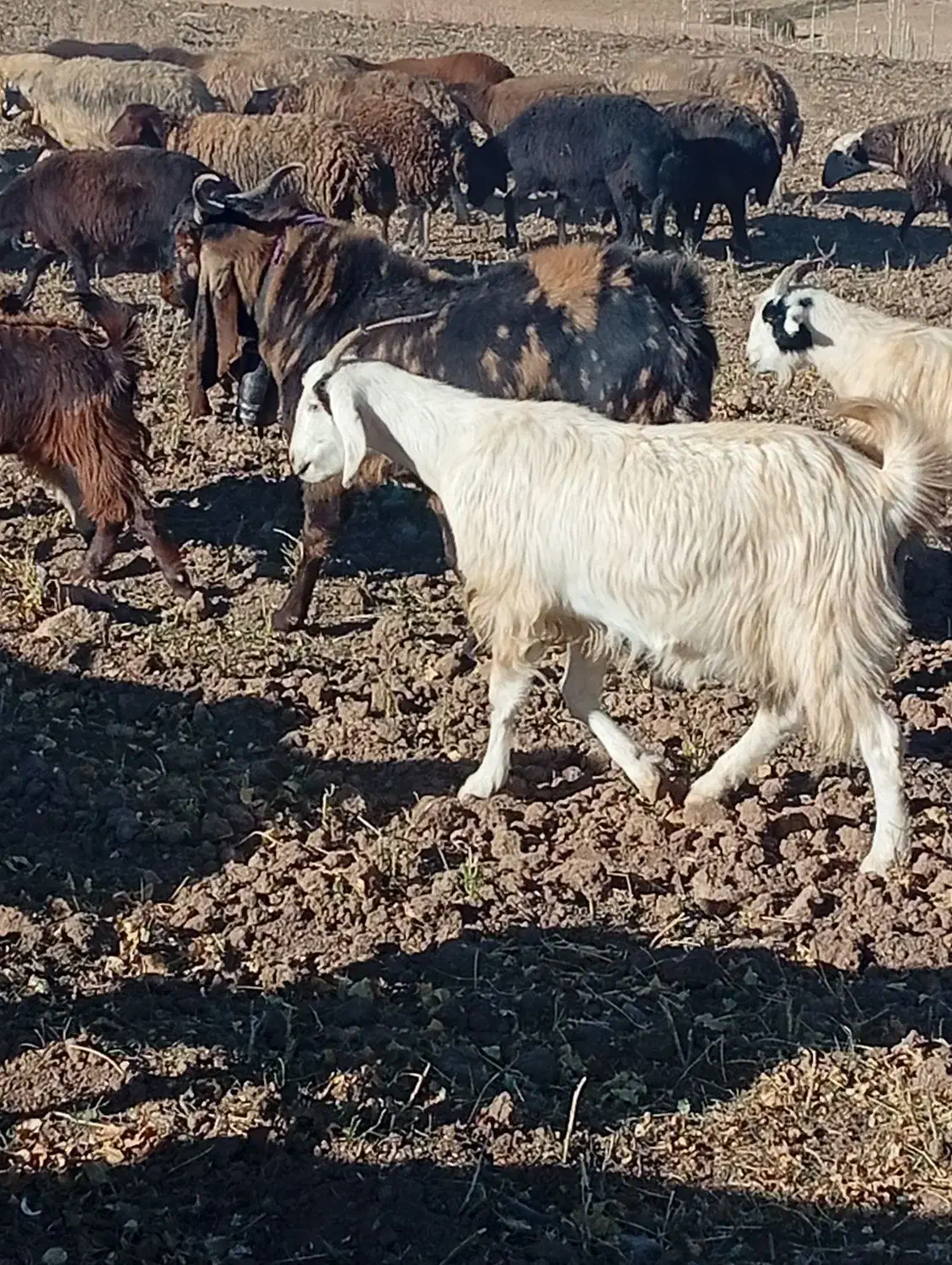 نربز پاکستانی|حیوانات مزرعه|بن, |دیوار