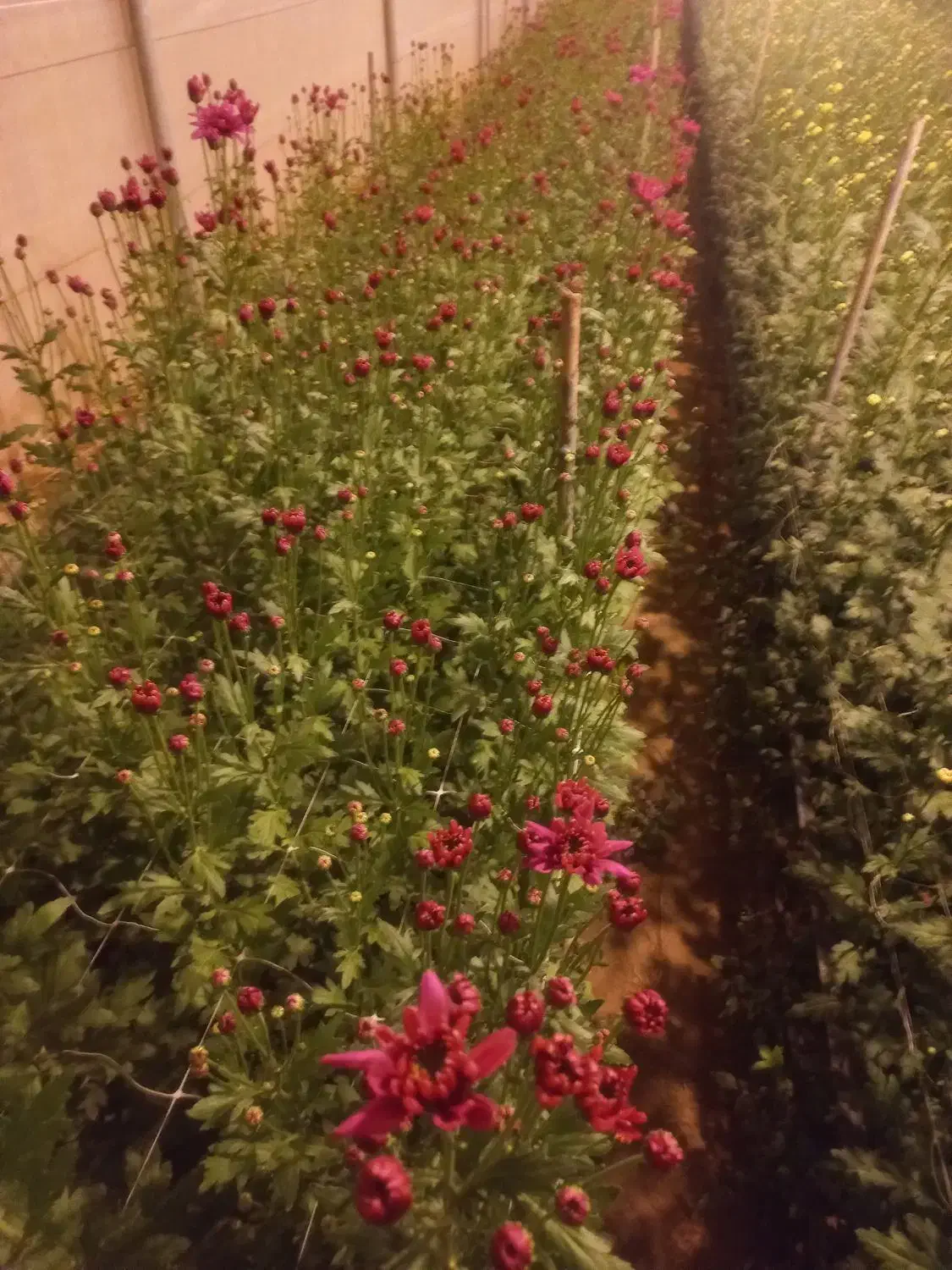 فروش انواع گلهای داوودی|گل و گیاه طبیعی|بادرود, |دیوار