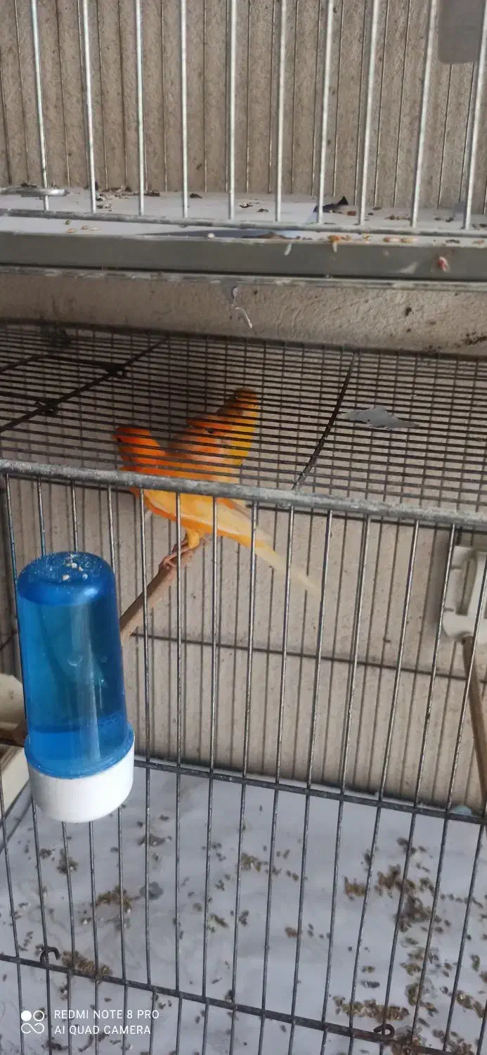 رد فکتور. سبز . پرتقالی. لیمویی . فائو|پرنده|چهارباغ, |دیوار