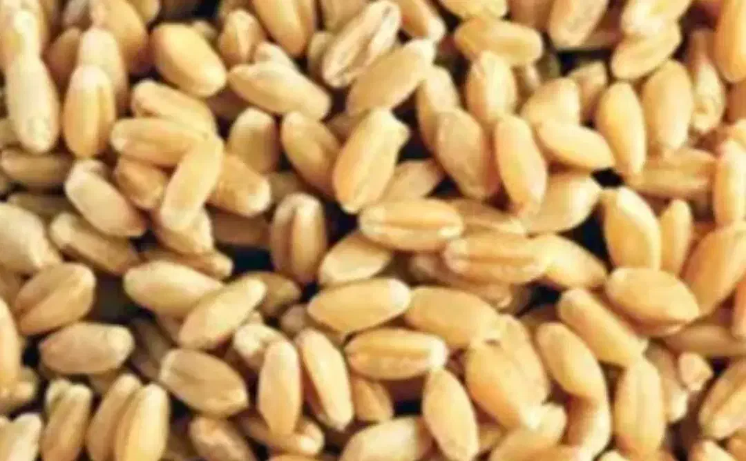 بذر گندم پیشگام ۵ تن|گل و گیاه طبیعی|هشترود, |دیوار