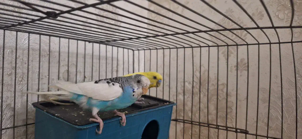 مرغ عشق / جفت|پرنده|قم, حاج خلیل|دیوار