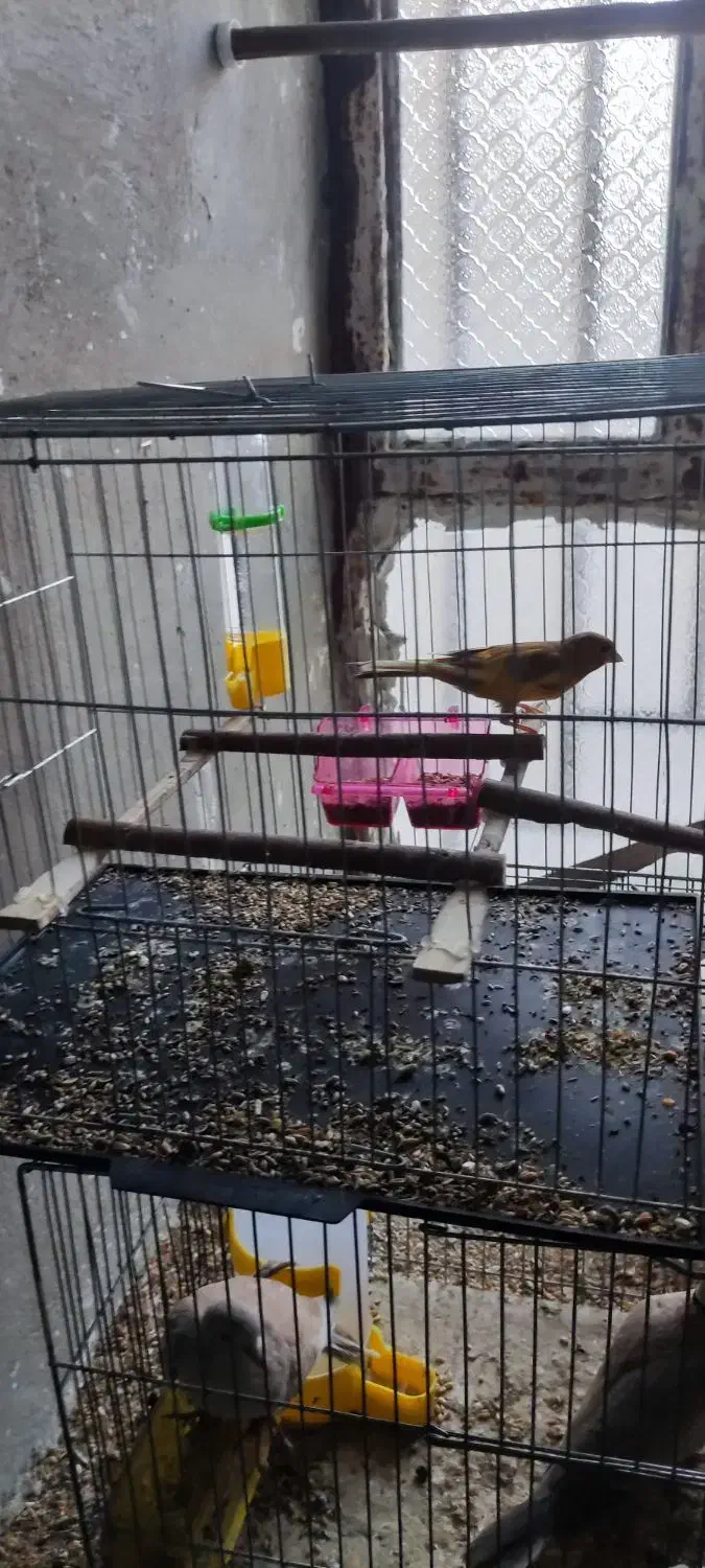 ....|لوازم جانبی حیوانات|سراوان, |دیوار